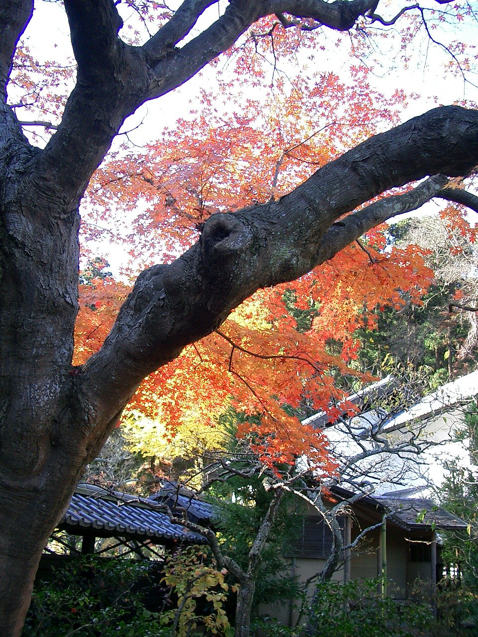 〜　いざ鎌倉（東慶寺-05）　〜