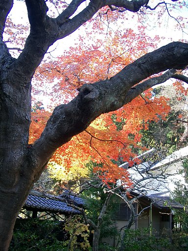 〜　いざ鎌倉（東慶寺-05）　〜