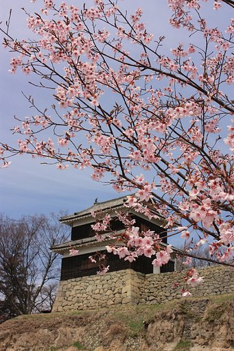 城とさくら