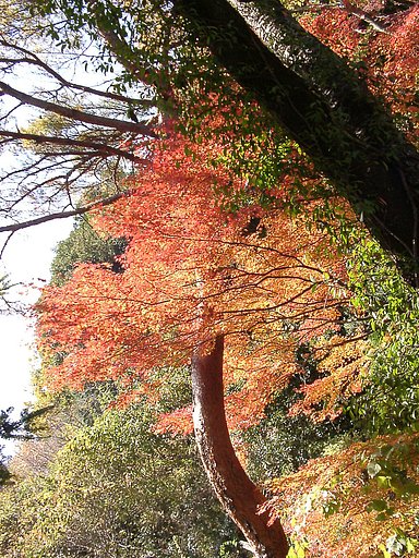 ◆紅葉スケッチ-26 高尾山(22)