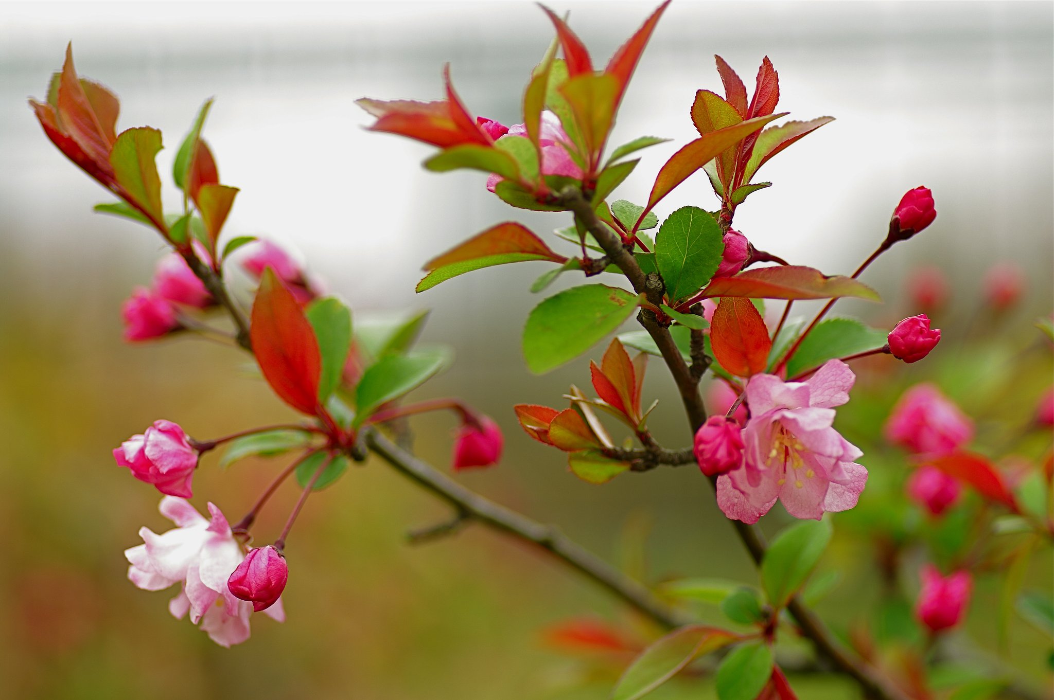 花海棠