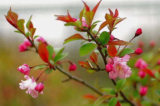 花海棠