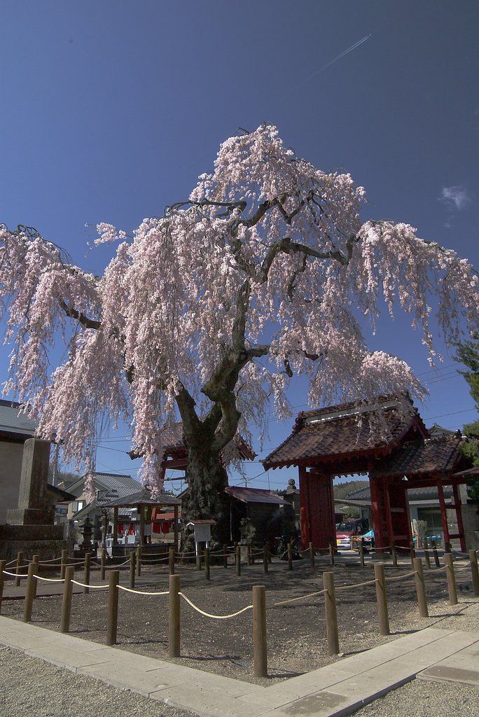 乙姫桜