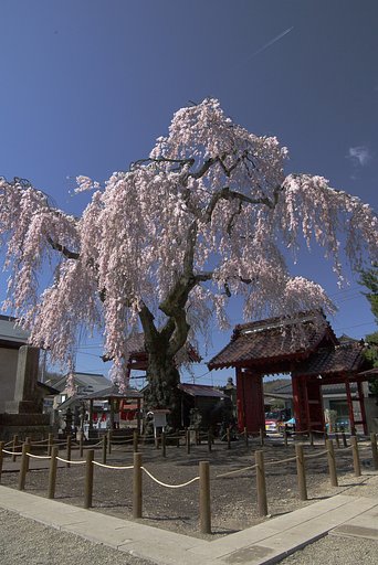 乙姫桜