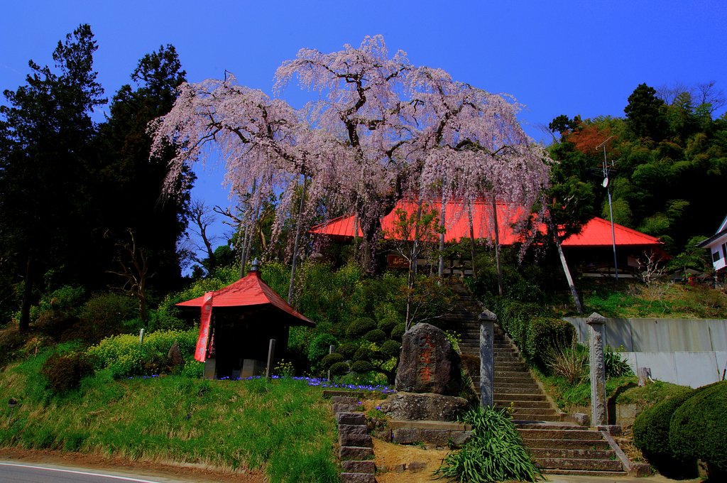 紅枝垂桜