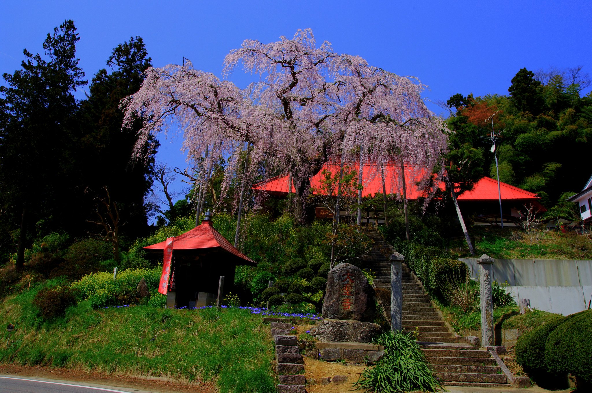 紅枝垂桜