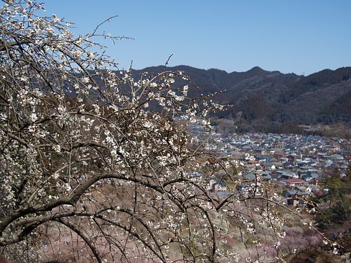 【ザ・ワールド】 梅の郷を望む