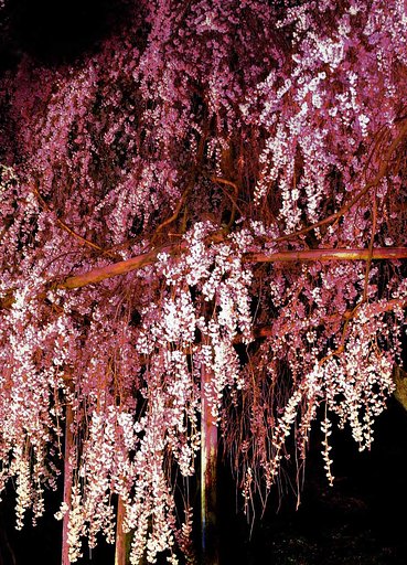 大石神社の桜
