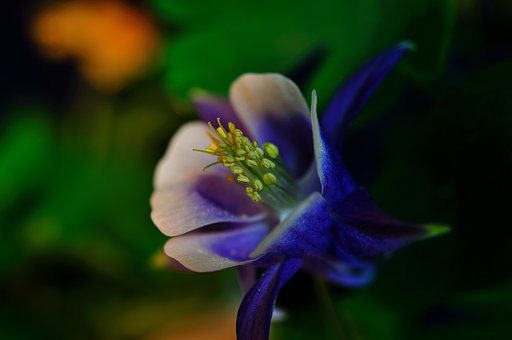 花の価値