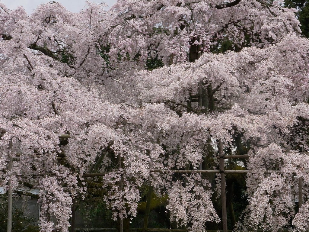 醍醐の桜