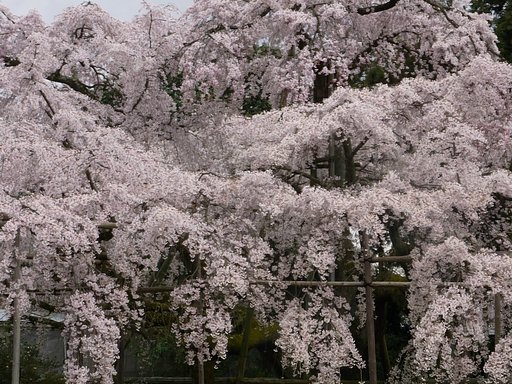 醍醐の桜