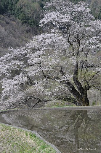 駒つなぎの桜