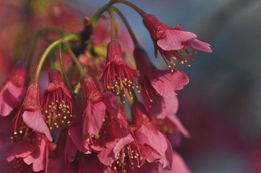 寒緋桜