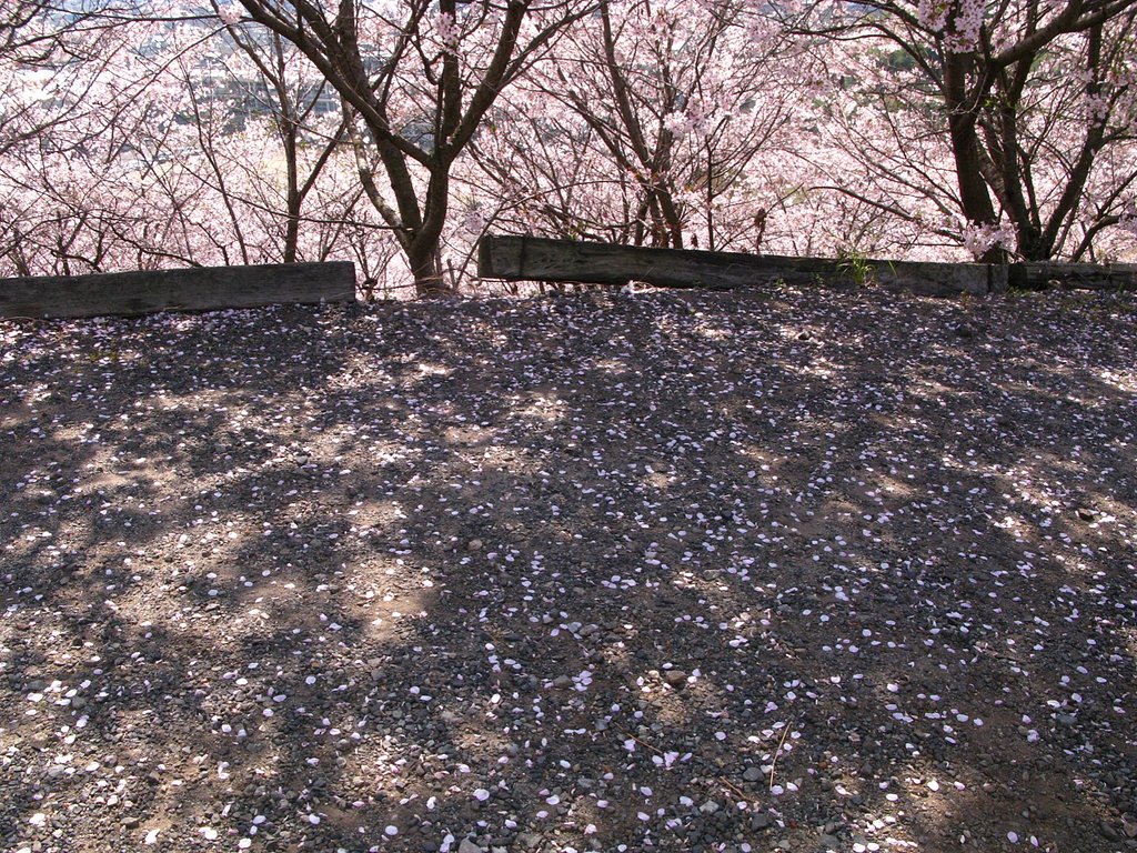 初雪サクラ