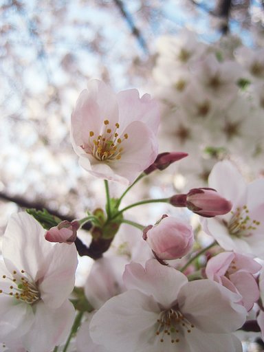 蕾み混じりの頃