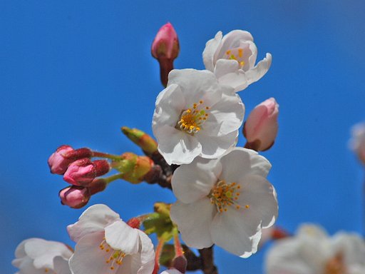 桜