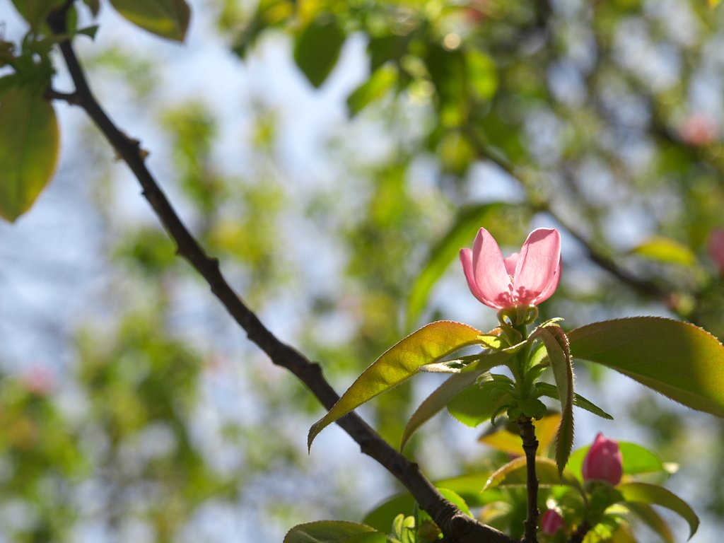 花梨