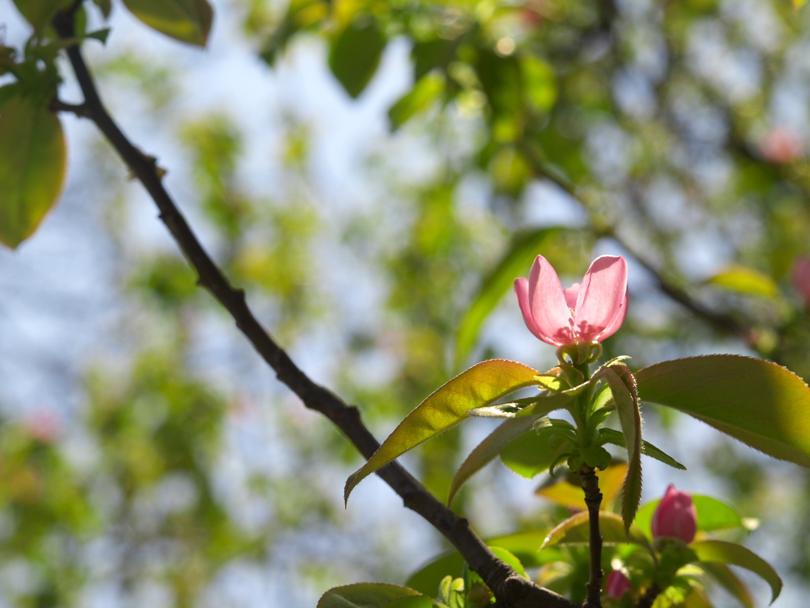 花梨