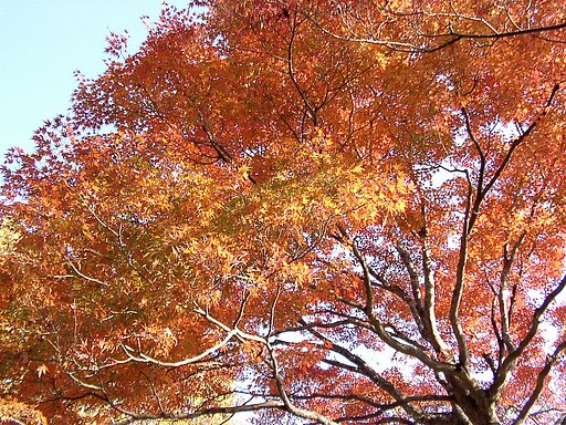 ◆紅葉スケッチ-30 高尾山(26)