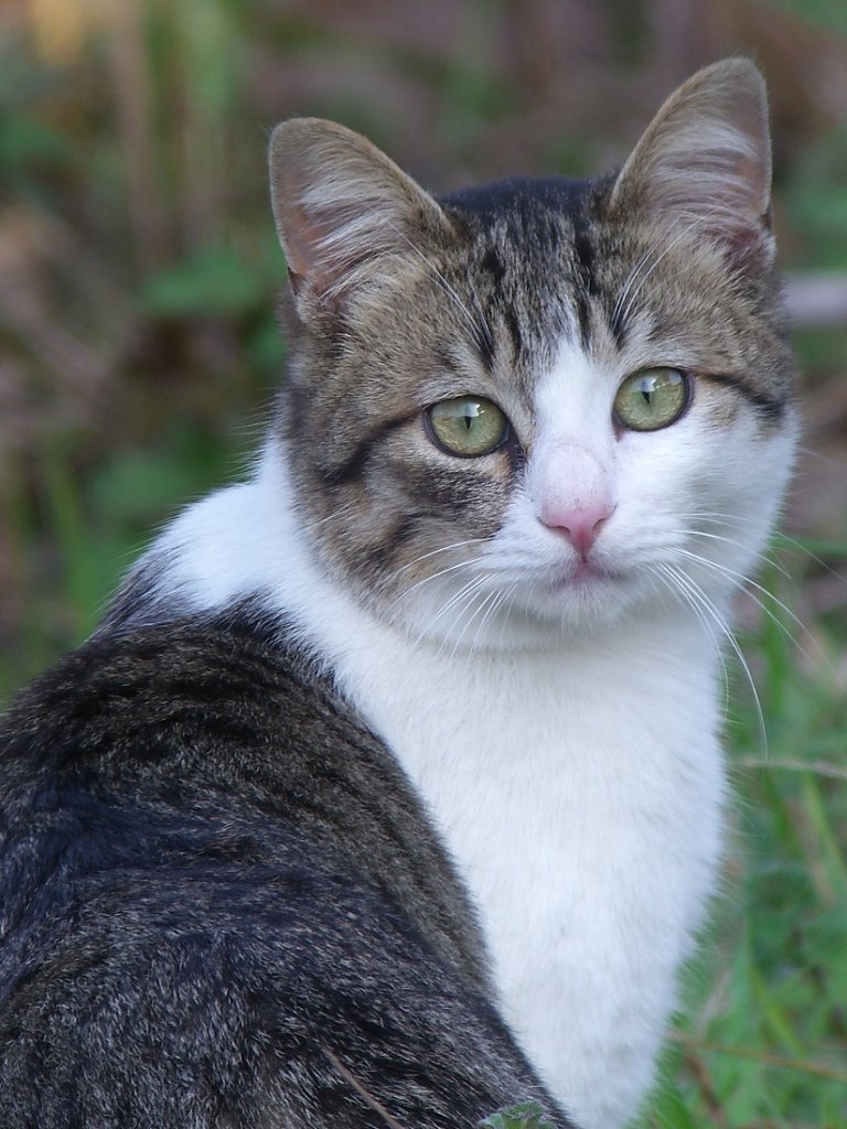 デジスコで猫