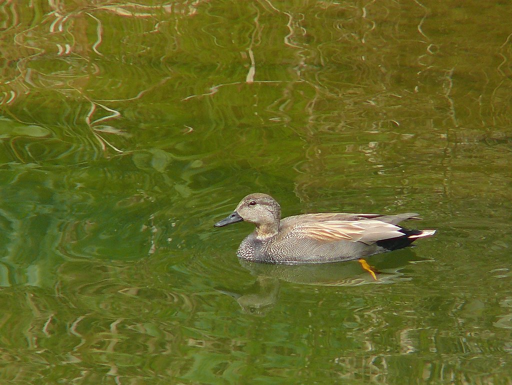 オカヨシガモ♂