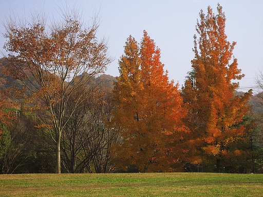 宇治黄壁公園のトウカエデ