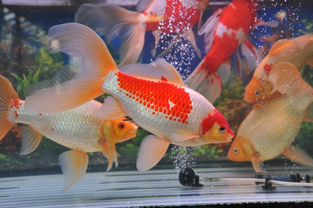 巨大コメット（金魚）