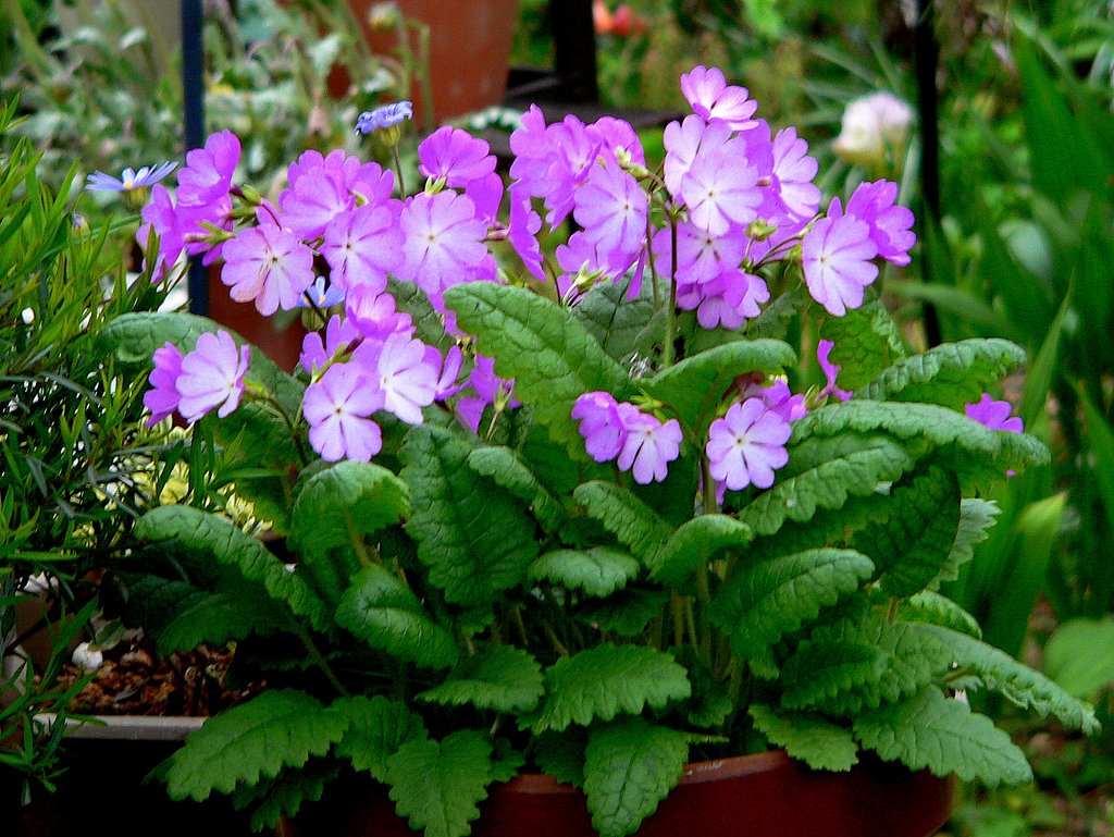 サクラソウ