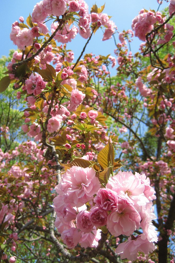八重桜「関山」
