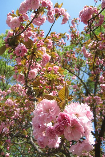 八重桜「関山」