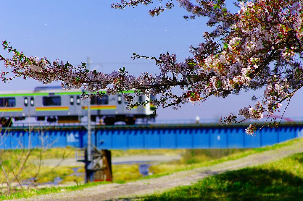 さくらと鉄橋