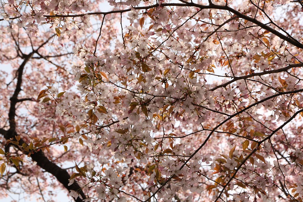 仙台屋桜
