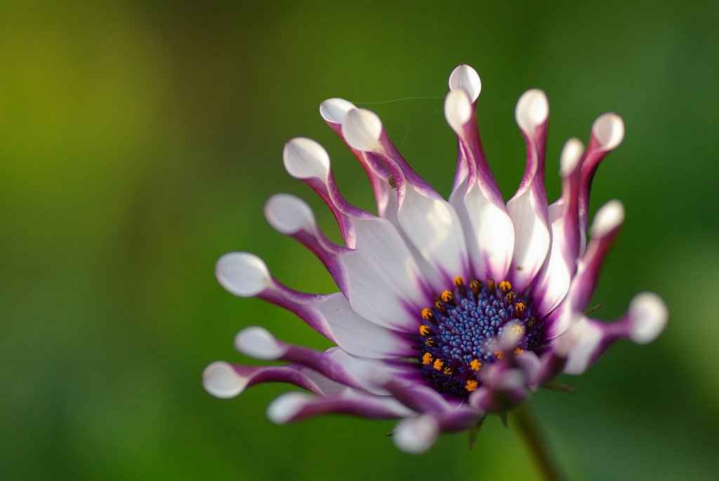 散歩で見た素敵な花③