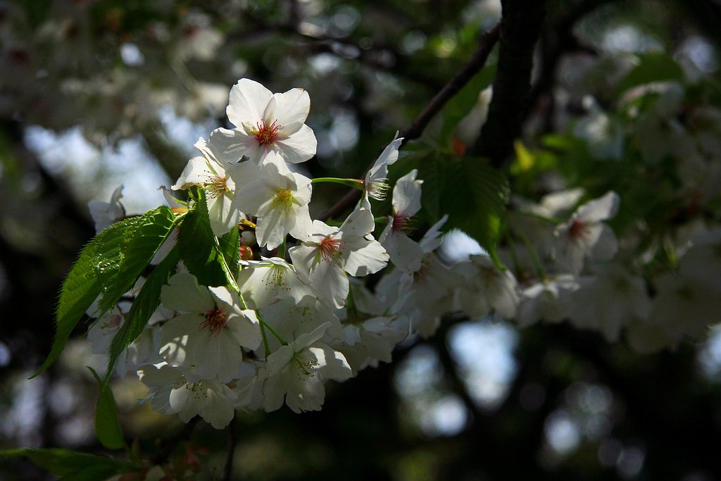 朝日に光る桜