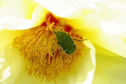 ボタンの花粉にまみれるカナブン