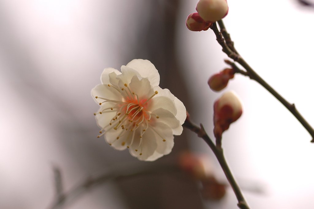 梅一輪