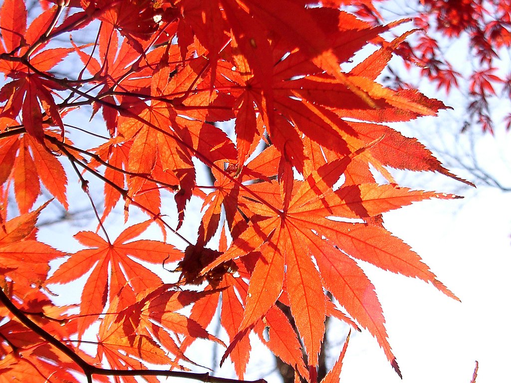 ◆紅葉スケッチ-37 高尾山(33)