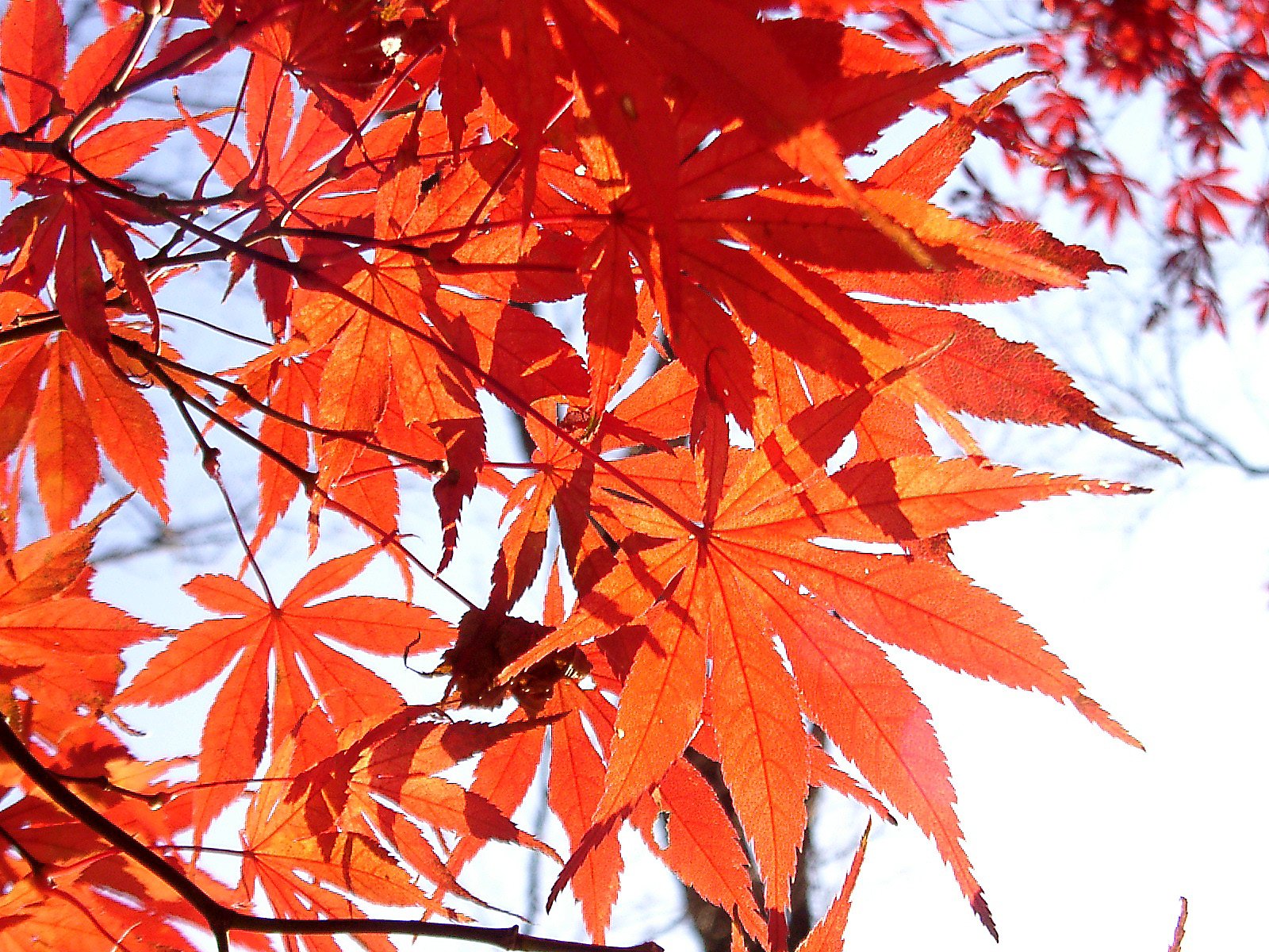 ◆紅葉スケッチ-37 高尾山(33)
