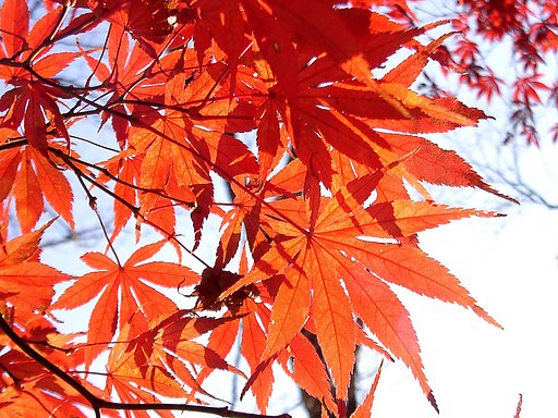◆紅葉スケッチ-37 高尾山(33)