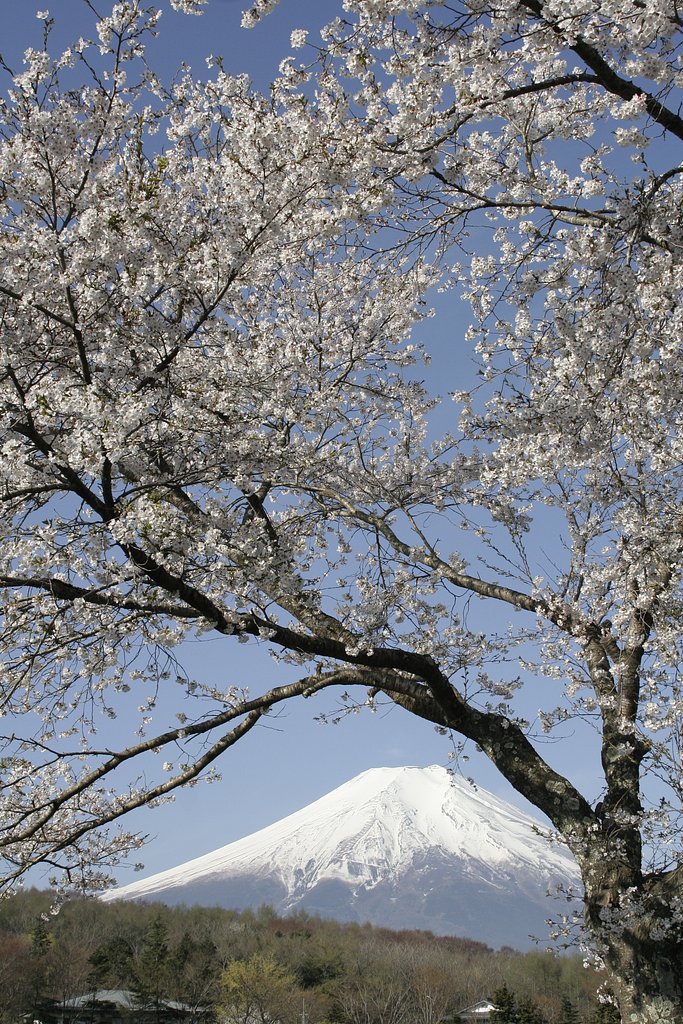 桜と富士Ⅱ