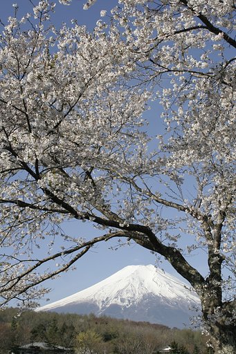 桜と富士Ⅱ