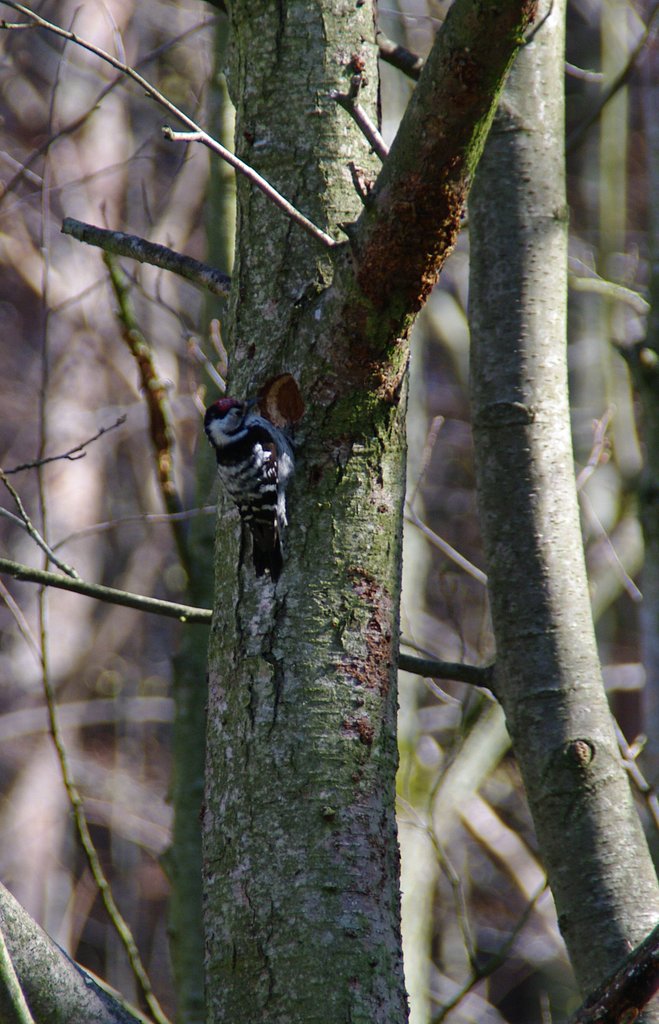 Dendrocopos major