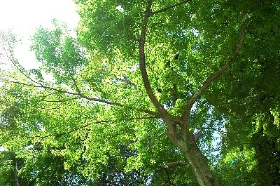 岩津天神にて