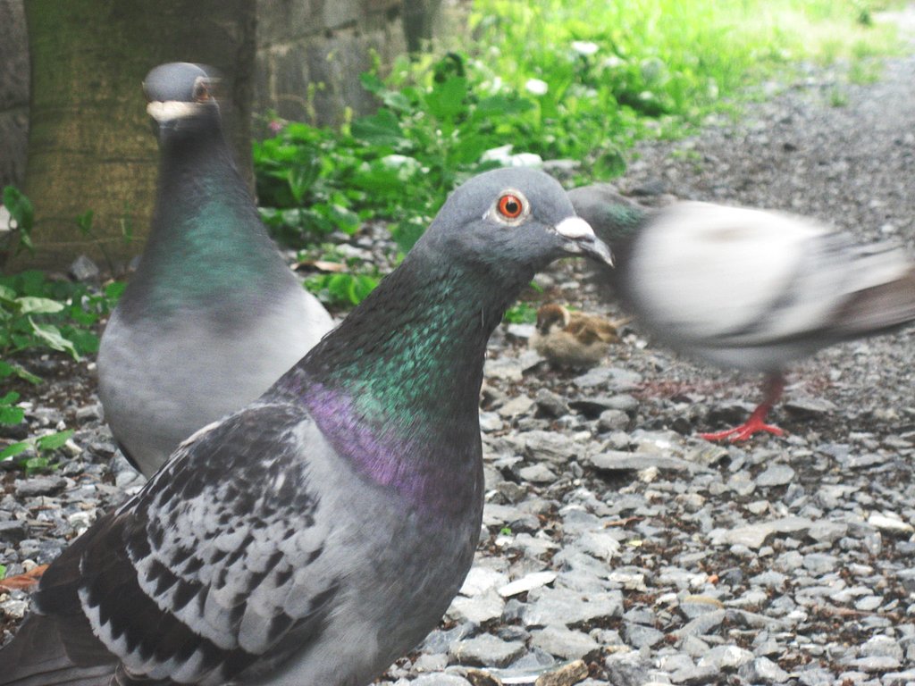 路地裏の鳥模様