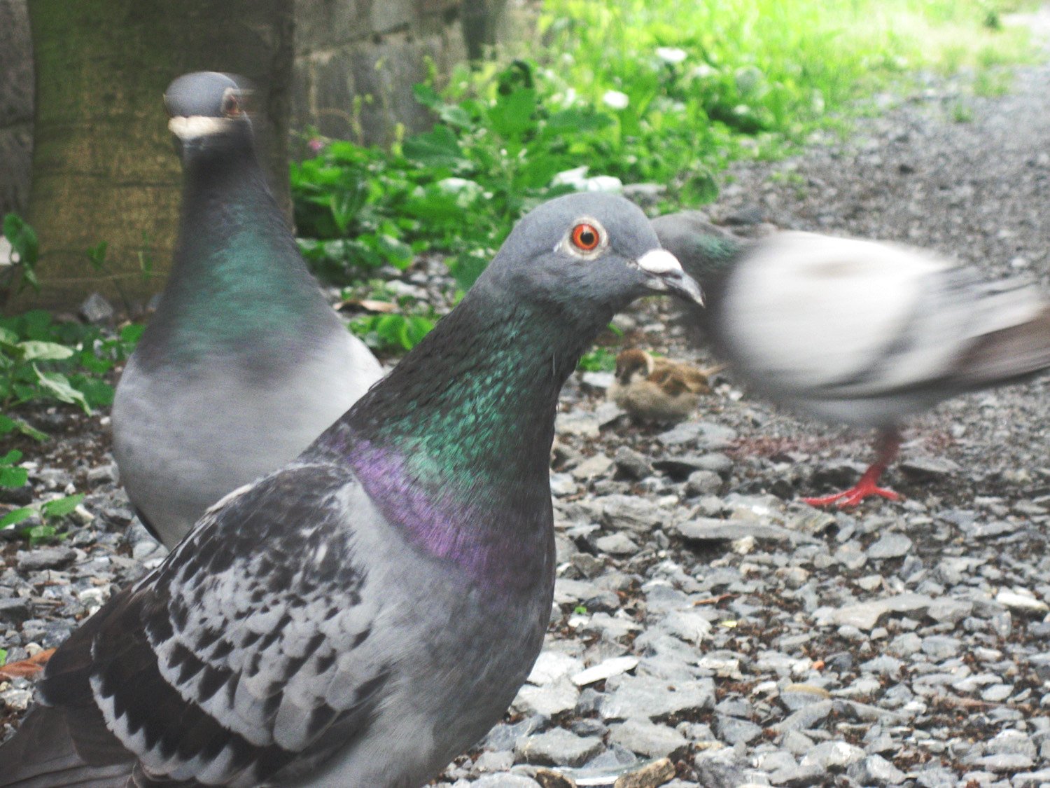 路地裏の鳥模様