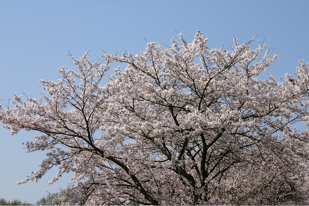 真似てサクラのお花見