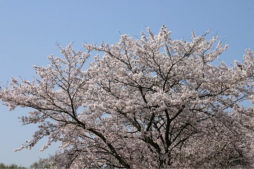 真似てサクラのお花見