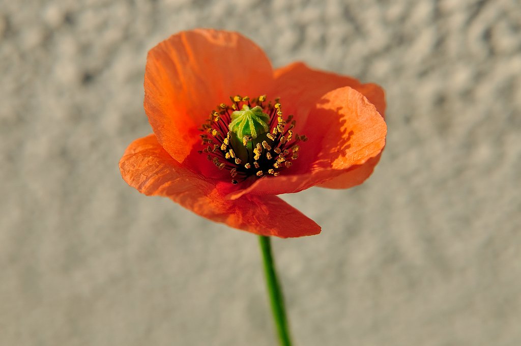 根性の裏側…