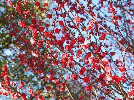 【自然】紅梅