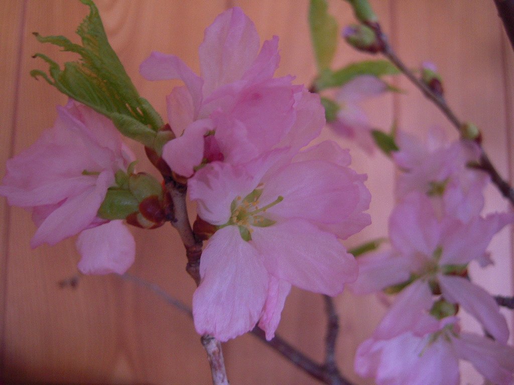家の中でお花見？